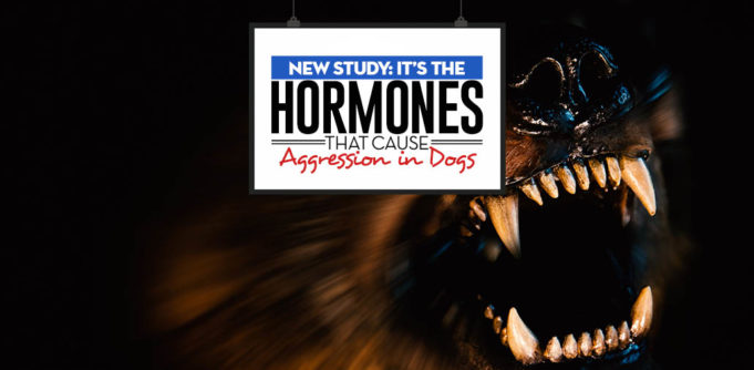 New Study - Scientists Found Hormones Causing Aggression in Dogs