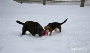 PrideBites Custom Frisbee Toy Review