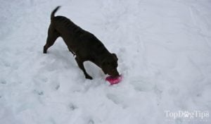 PrideBites Custom Frisbee Toy Review