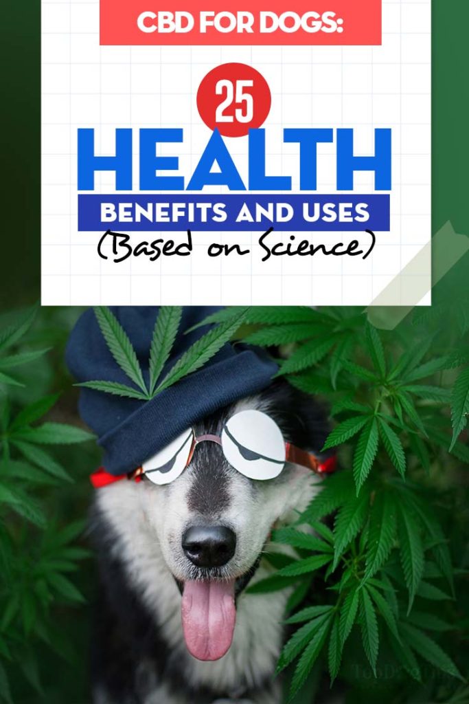 The 25 Health Benefits and Uses of CBD for Dogs