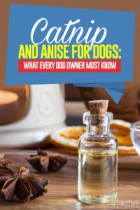 The Guide on Anise and Catnip for Dogs