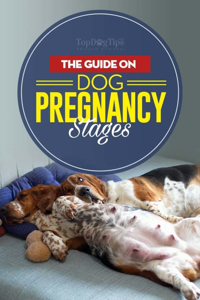 The Guide on Dog Pregnancy Stages