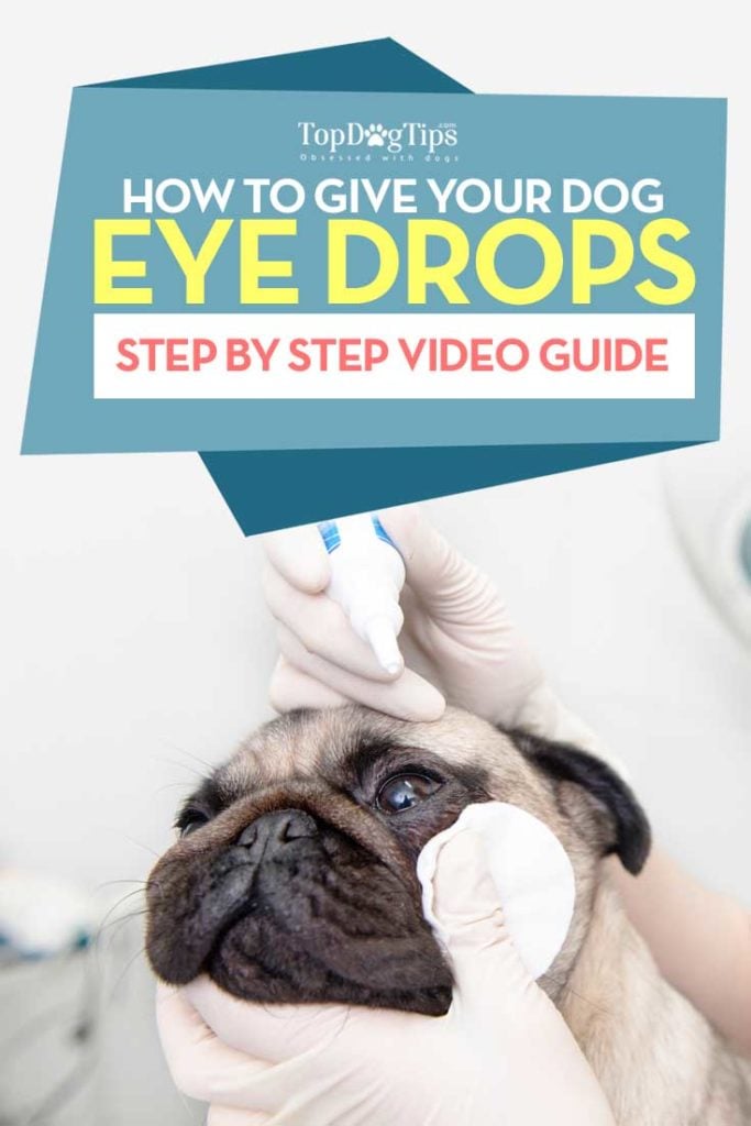 Tips on How To Give A Dog Eye Drops