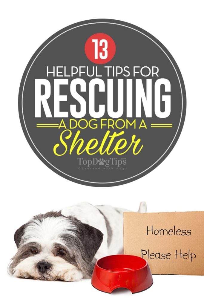 Top 13 Helpful Tips for Rescuing a Dog from a Shelter