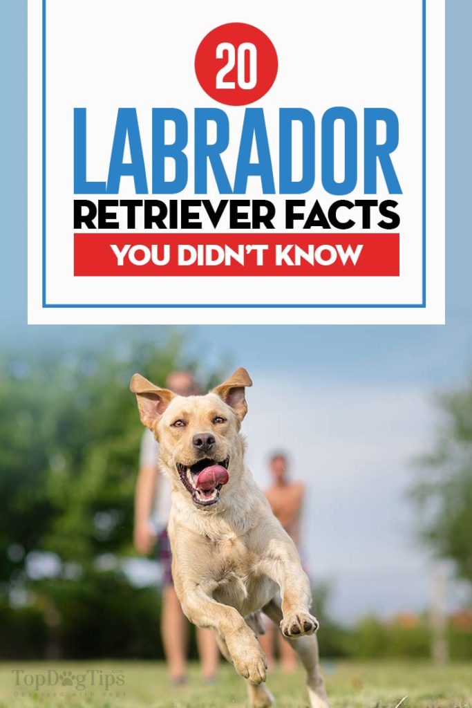 Top 20 Labrador Retriever Facts