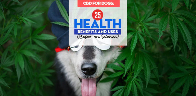 Top 25 Health Benefits and Uses of CBD for Dogs