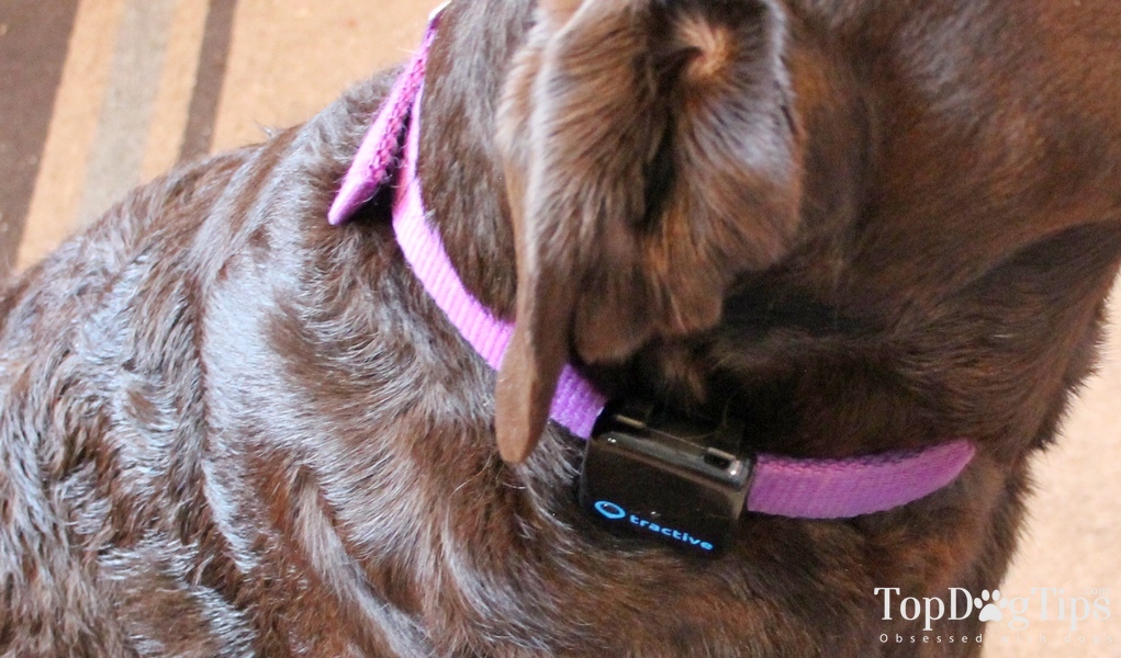 Tractive GPS Tracker Review