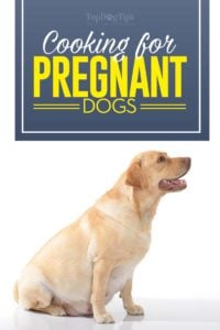 What to Feed a Pregnant Dog