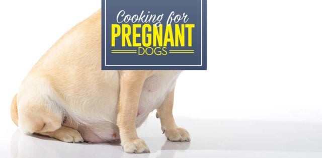 What to Feed a Pregnant Dog and What to Feed a Nursing Dog