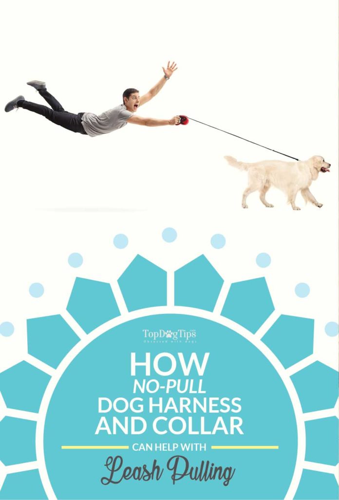 Why No Pull Dog Harnesses Are Safest