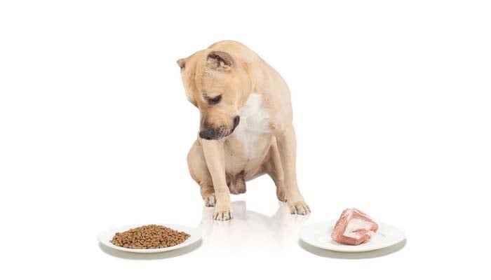 how to feed a pit bull puppy