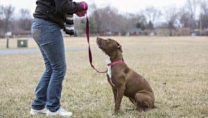 how to train a pit bull puppy