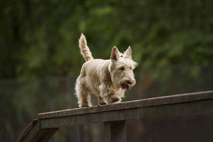 1. Scottish Terrier