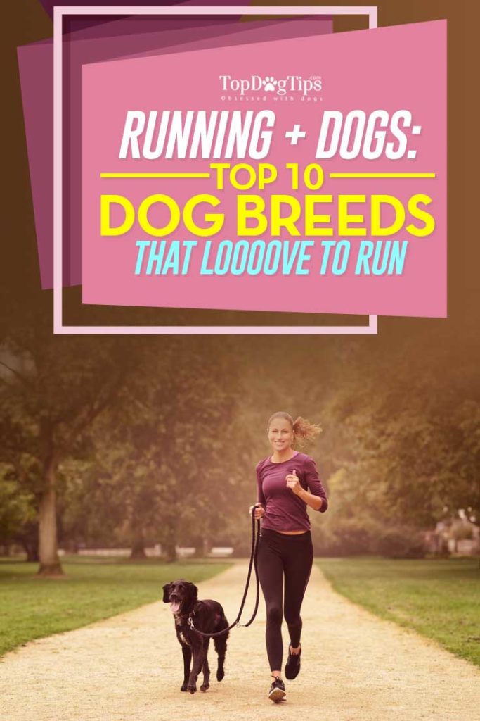 10 Dogs That Love to Run