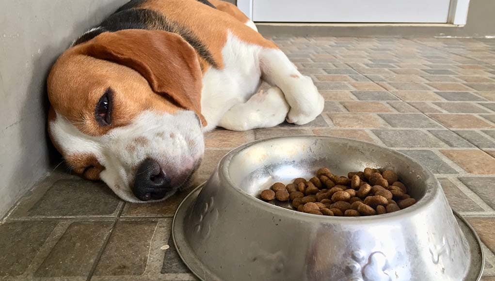 10 Ways to Help a Dog with Upset Stomach (And How to Prevent It)