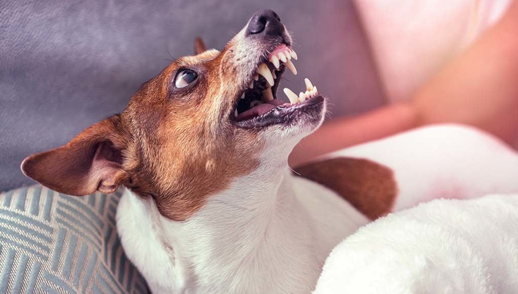 15 Facts About Fear Aggression in Dogs