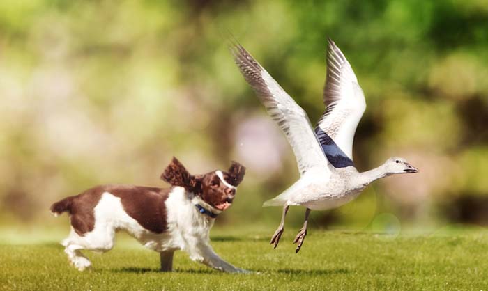 15. English Springer Spaniel