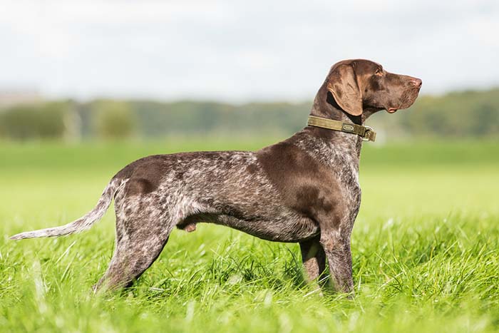 16. German Shorthaired Pointer