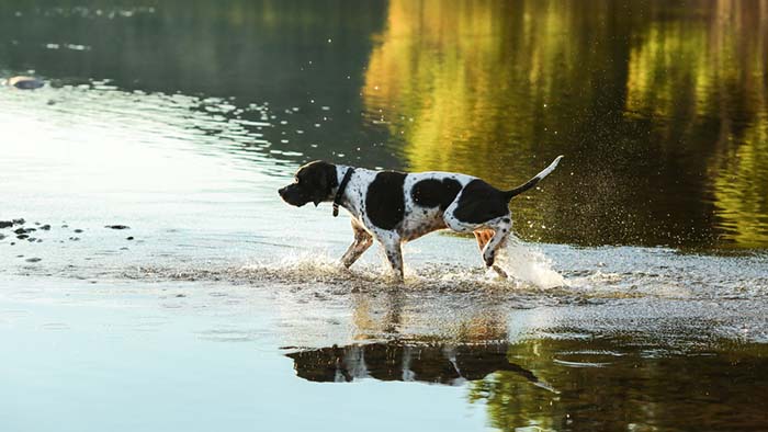 17. English Pointer