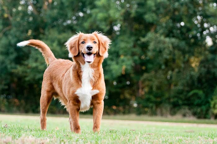 19. Nova Scotia Duck Tolling Retriever