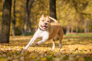 2. American Staffordshire Terrier