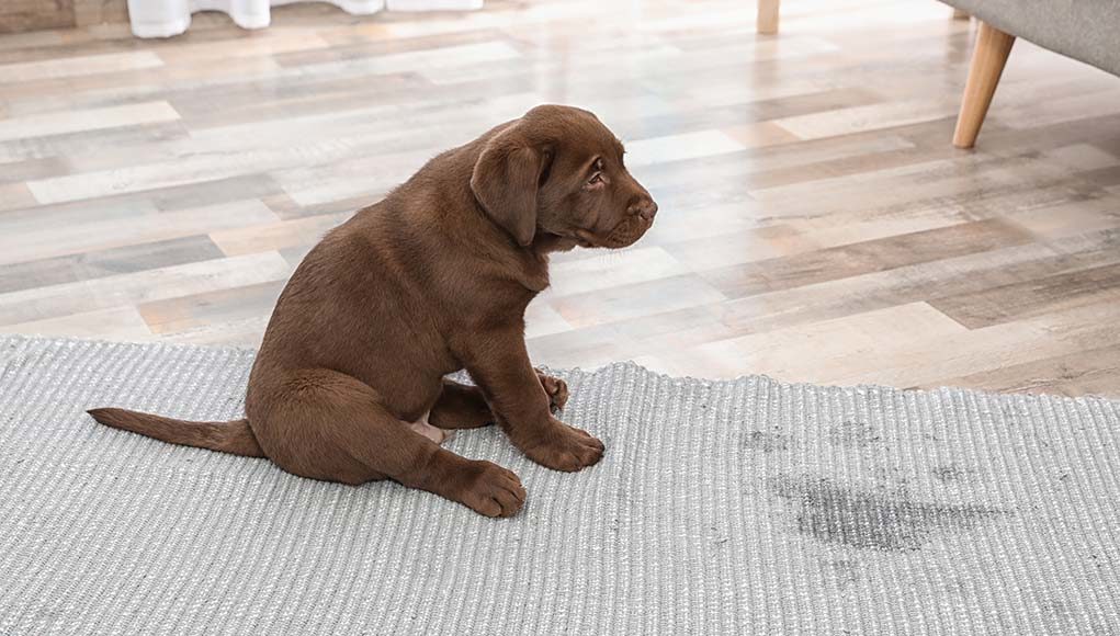 7 Reasons You're Failing at Housebreaking a Puppy (And How to Fix This)