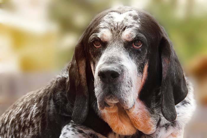 Bluetick Coonhound