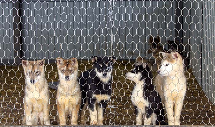 Dogs in kennel — Canine respiratory diseases commonly spread in kennels