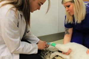 A dog is being put to sleep at the vet office