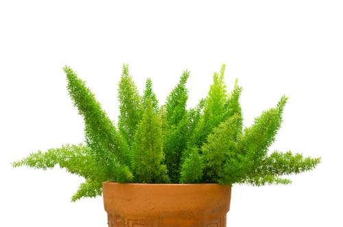 Asparagus fern for dogs toxic