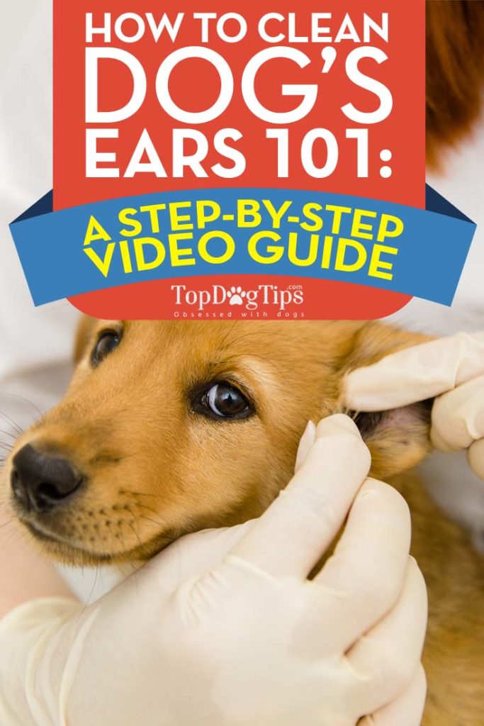 Best Tips on How to Clean Dog Ears