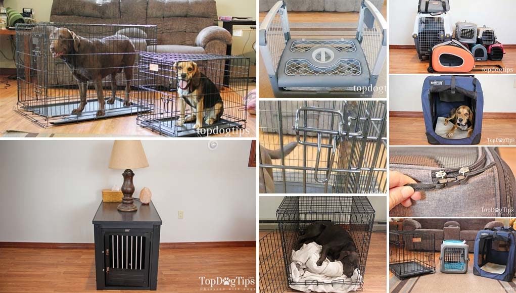 Best Types of Crates for Dogs