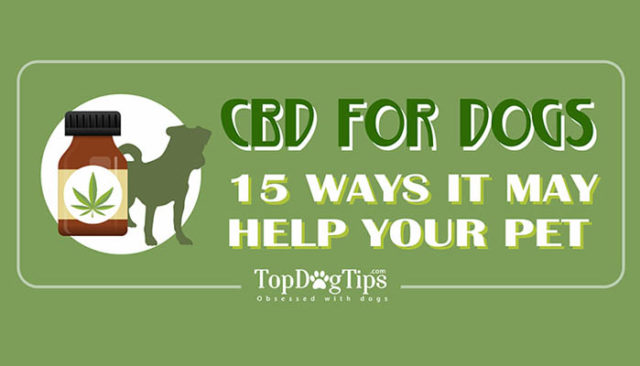 CBD and Dogs Infographic