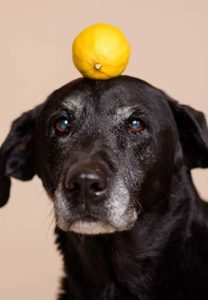 Can Dogs Have Lemons