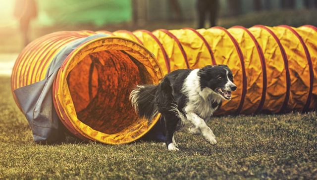 A black and white dog coming out of an orange tunnel as part of dog agility competition training