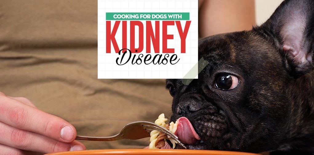 Dog Kidney Disease Diet - Science-based Guidelines on Feeding Dogs