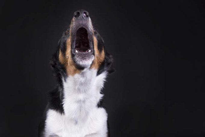 Dog Sounds - What Is Your Dog Telling You