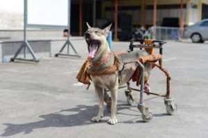 Dog Wheelchair DIY