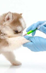 Dog vaccine for kennel cough