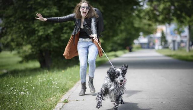 Evidence-based Ways to Deal with Hyperactive Dogs featured image