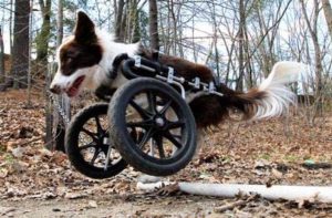 Front leg dog wheelchair