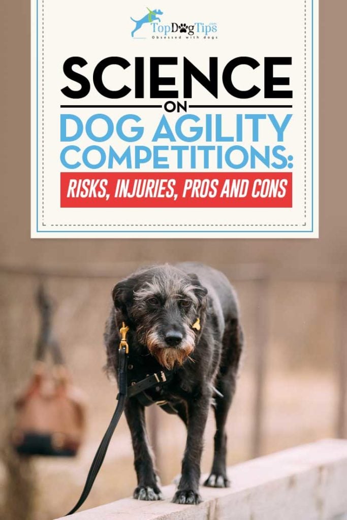 Guide on Dog Agility Competition