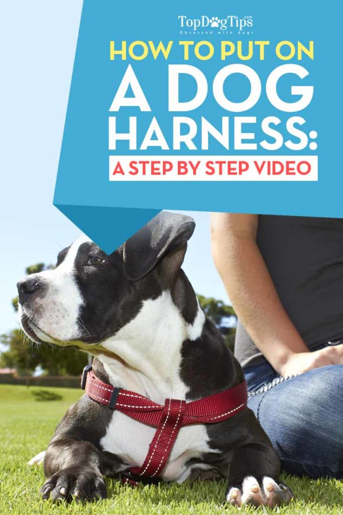 Guide on How To Put On A Dog Harness