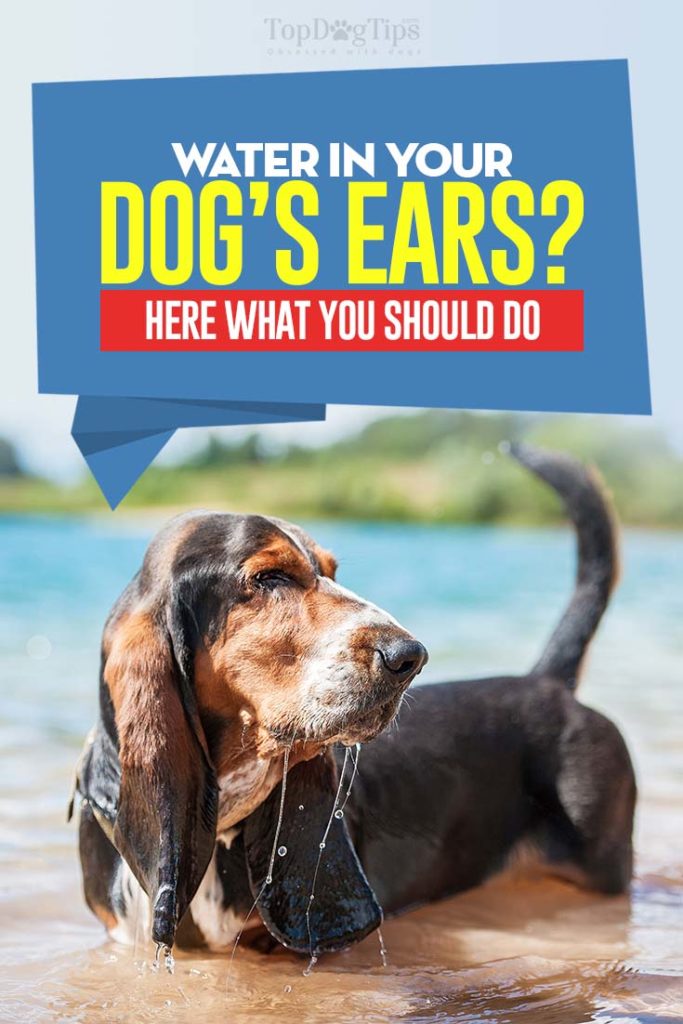 Guide on Water in Your Dog's Ears - Here's What to Do About It