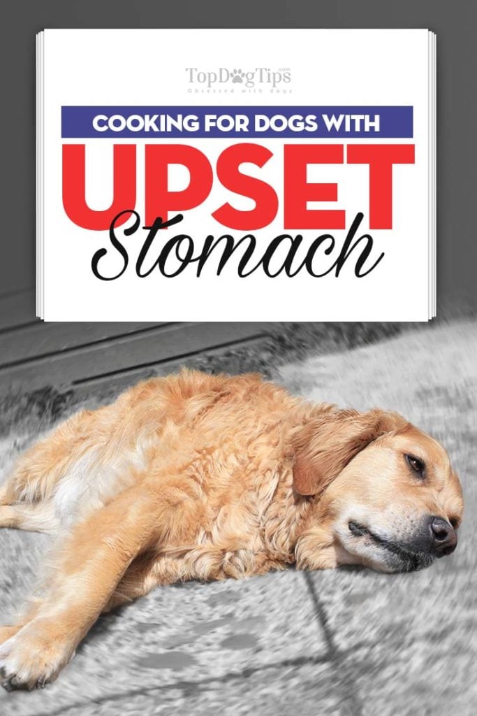 Guide on What to Feed Dog With Upset Stomach