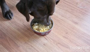 Homemade Dog Food for Diarrhea