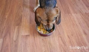 Homemade Dog Food for Puppies