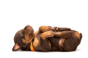 How much do dogs sleep and why