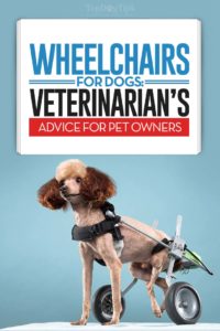 How to Choose the Best Wheelchairs for Dogs - Vet's Guide