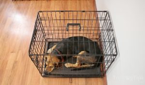 Midwest iCrate Folding Metal Dog Crate